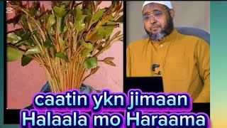 Caatin ykn jimaan Halaala mo Haraama pro Muhammed kamal 