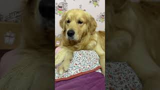 #viral #trending #shorts #tiktok #subscribe #funny #memes #comedy #dog #animals #reels #trend #baby