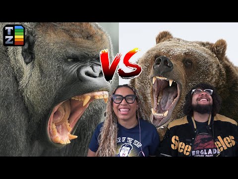 Silverbacks VS Grizzlies | TierZoo Reaction