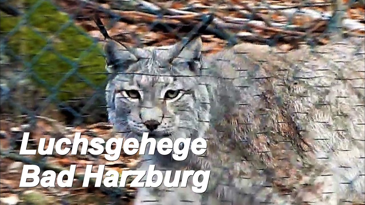 Luchsfütterung Bad Harzburg Burgberg Rabenklippe Nationalpark Harz