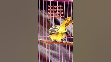 Sirtu Cipoh Gacor Pancingan Jitu Burung Cipoh Apapun 5 Detik Langsung Nyaut#sirtugacor #Shorts