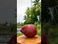 Hidden Gems coconuts #coconat