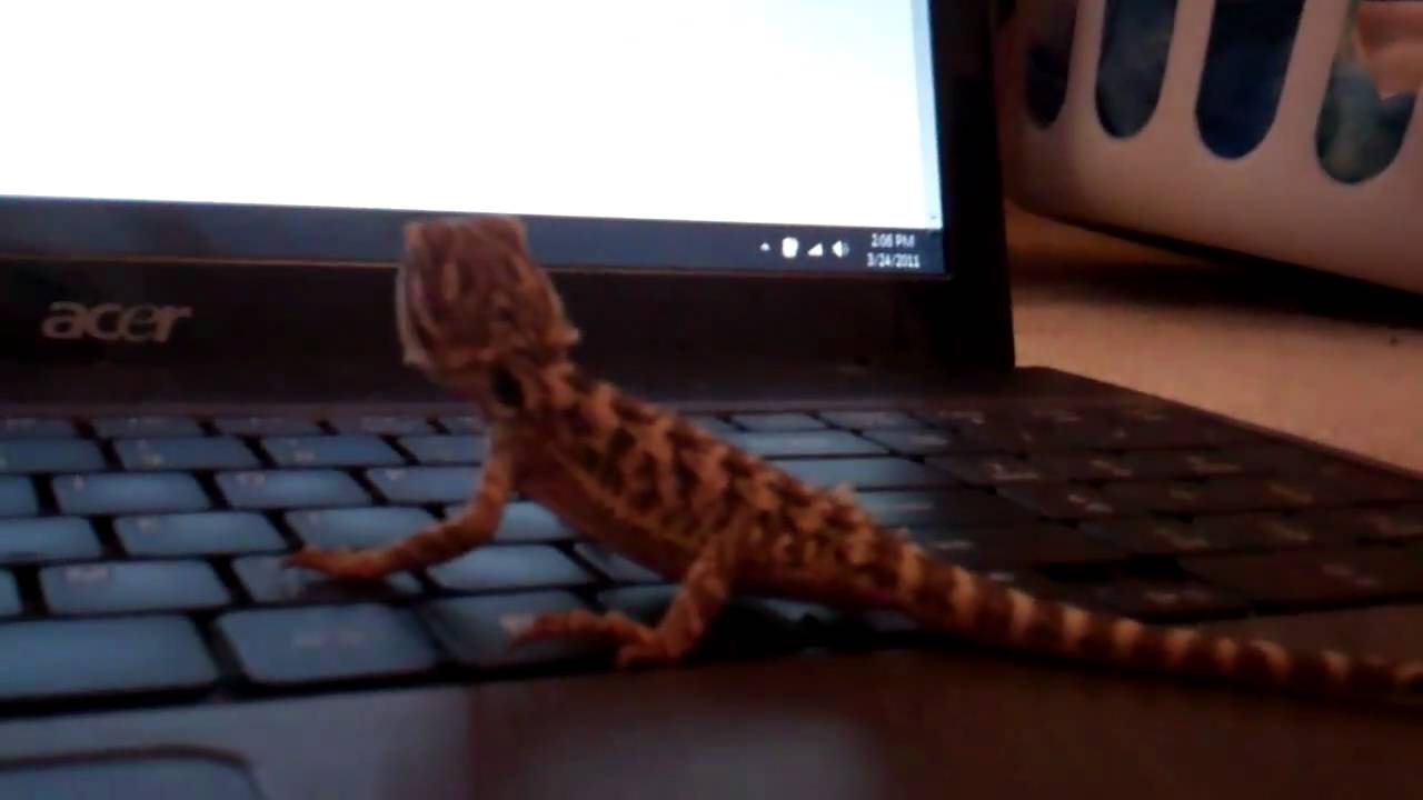 New bearded dragon arizona 2 weeks old HD! YouTube