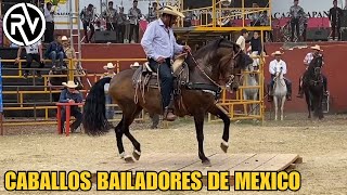 Los Caballos Bailadores Más Impresionantes De México