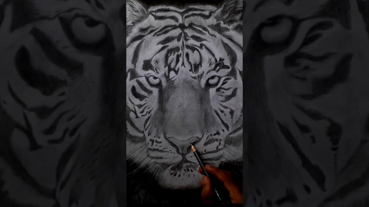 TIGER It Takes 7 Hours 