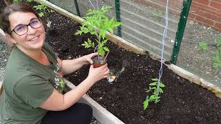 Planting out the Cherry Tomatoes and we are checking on our Bees!