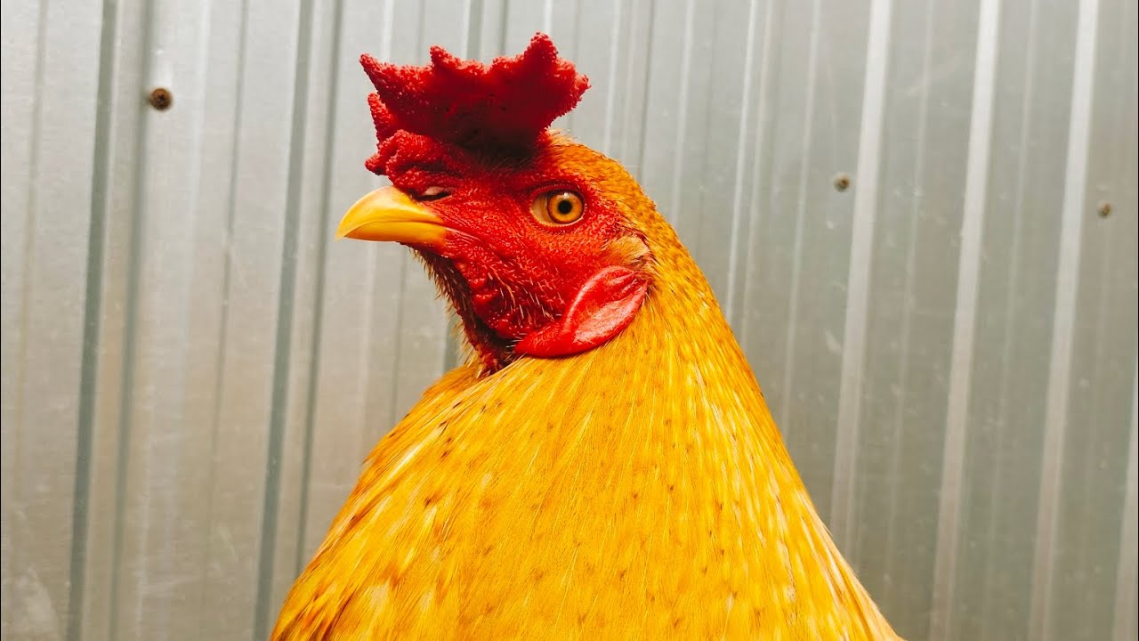 5/3 Tóp Giỏi Anh Em Xem Giải Trí./ Châu Vĩnh Long. 097.8143.074