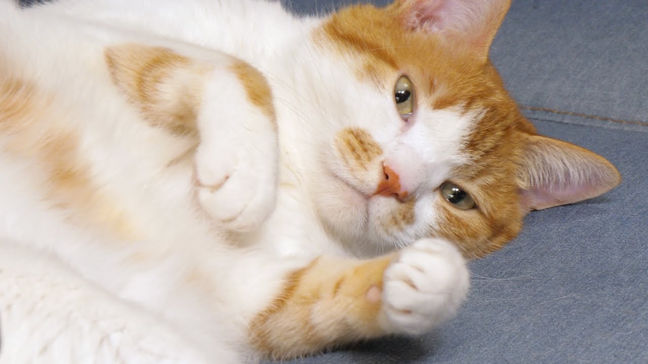 猫パンチの準備 - YouTube