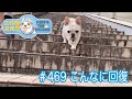 No.469 こんなに回復【 二代目フレンチブルドッグのミルコ French bulldog , MIRCO THE SECOND 】