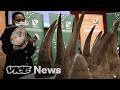 Inside the Global Underground Wildlife Trafficking Market