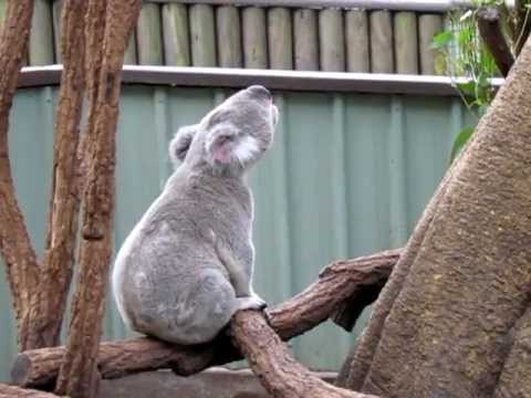 Koala Sounds 