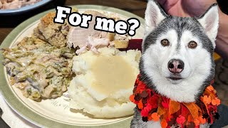 Did My Dogs Get Thanksgiving Dinner?