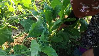 Tütün Nasıl Kırılır? Tütün Kırma Işlemi Resimi