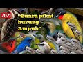 Suara Pikat Burung Paling Joz Mp3 - Mp4 Download