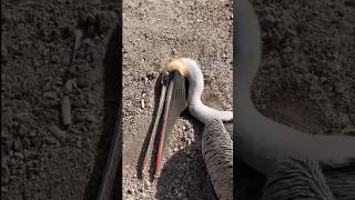 Pelican - Tending the Embers
