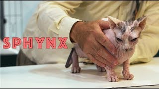 Sphynx at a TICA Cat Show | The Sphynx Cat