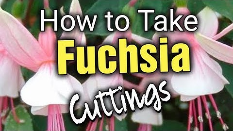 How to Take Fuchsia Cuttings | Propagating Fuchsias