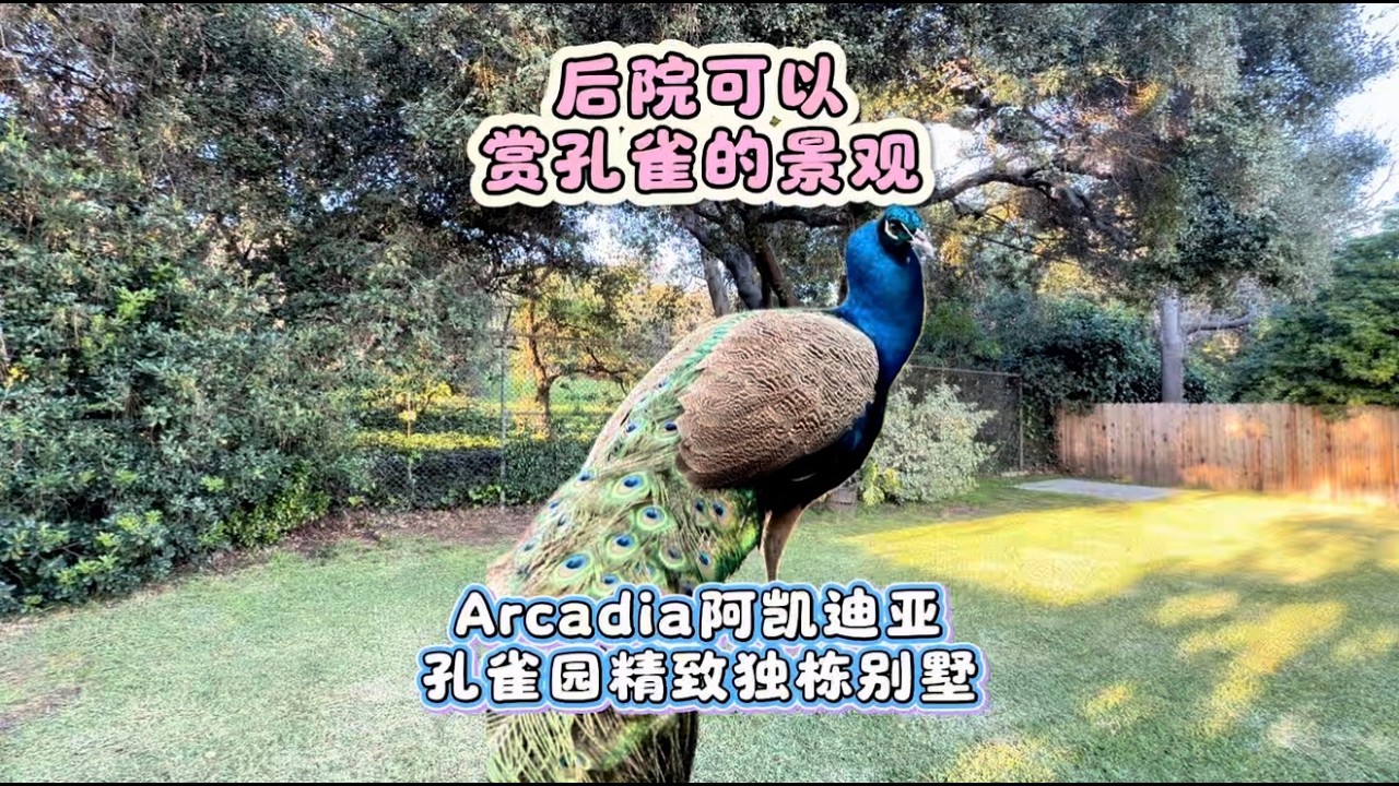 后院可以赏孔雀的景观，Arcadia阿凯迪亚孔雀园独栋别墅#房天一 #洛杉矶房产 #美国房产 #美国移民 #美国生活