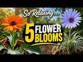 Relaxing Flower Timelapse – 5 Rare Blooms in Minutes 🌸 #stressrelief #relaxingnature #viralvideo