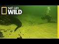 Underwater Croc Cams | Croc Labyrinth