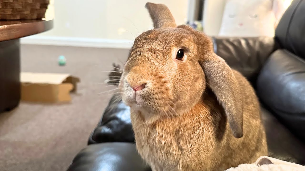 Tragedy Strikes Rabbit Owner…😨🐰 - YouTube