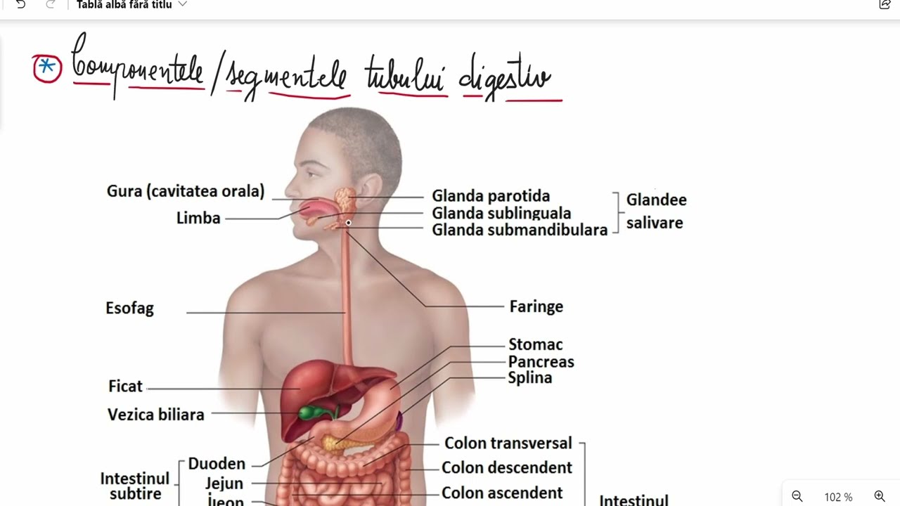 Tubul digestiv