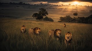 6 Bila Shaka Male Lions. A Kingdom Nearing Its End