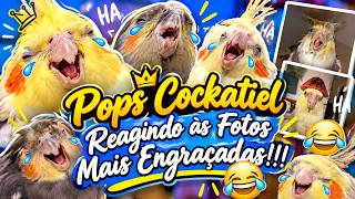 Pops Cockatiel Reagindo às Fotos Mais Engraçadas 🤣🤣👌