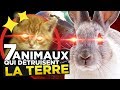 7 animaux qui dtruisent la terre