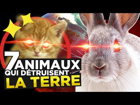 Vidéo: 7 habitudes de merveilleux animaux de compagnie