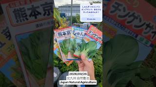 しゅんぎく、紅菜苔、熊本京菜、チンゲンサイを畑に種蒔き。コンパニオンプランツとしての春菊が役立つかどうかお試し。