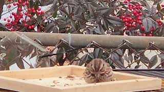 Carolina Wren & Song Sparrow #nature