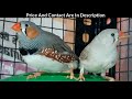 Zebra finches for sale in hyderabad india