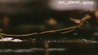 Giant Mayfly