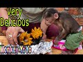 Dad makes Grilled Pumpkin with Beef for Monkey YoYo JR to eat |Monkey Baby YoYo