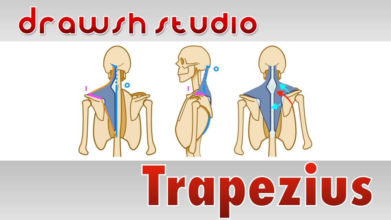 The Trapezius Muscle YouTube