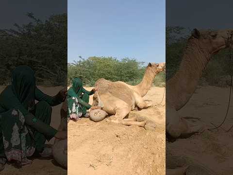 تقوم الفتاة بتبريد الجمل باستخدام بالون ماء مما يساعد الجمل على الاسترخاء أثناء الحر