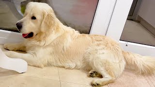 What Playing With My Golden Retriever Looks Like by Happy Licious 654 views 2 years ago 1 minute, 18 seconds