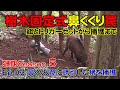 【猟期 シーズン 5】Ep03 樹木固定式鼻くくり罠でイノシシを捕える【猪】【鹿】【わな猟】【狩猟】【鼻くくりワナ】