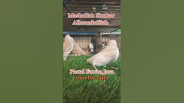 Pastal Fawan Java Sparrow / Java Moutation #MAB_Aviary_Karachi #viralvideo #lovebird#trend #aviary