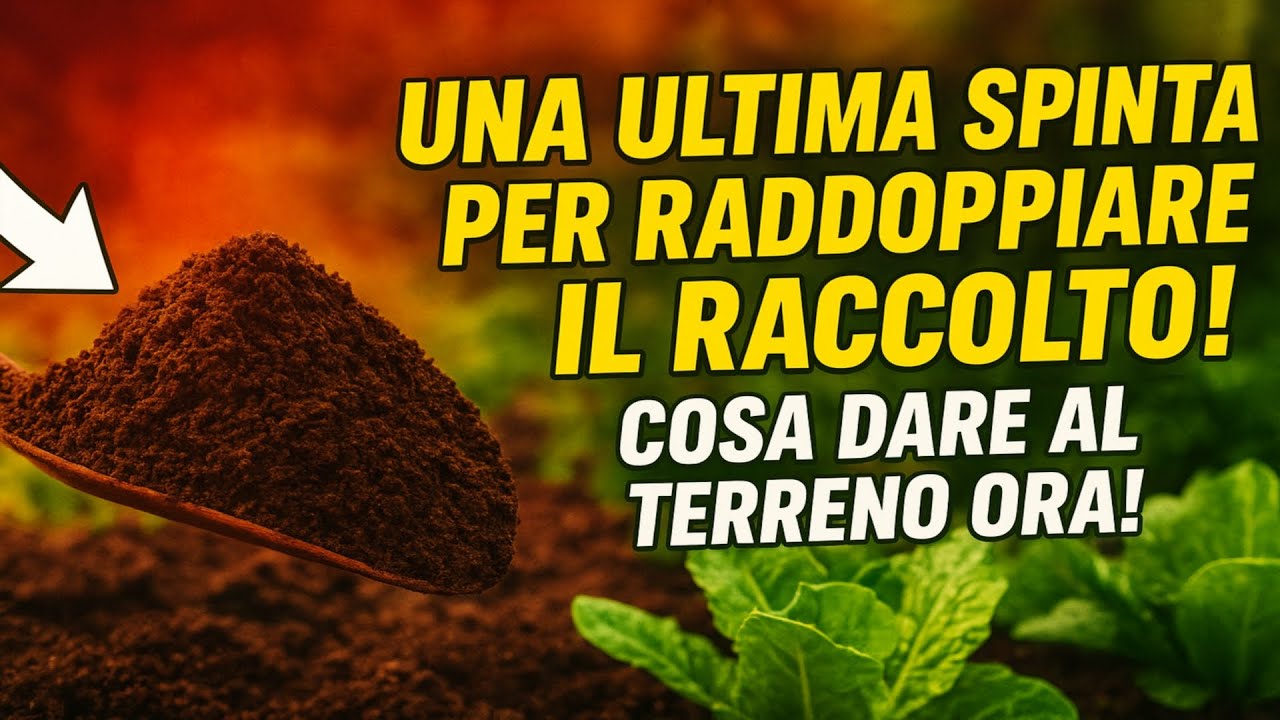 Una ULTIMA spinta per raddoppiare il raccolto! Cosa dare al terreno ORA!