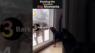 Watch till the end😂😂😂😂#funny #dogs #shorts #funnydogs #animals
