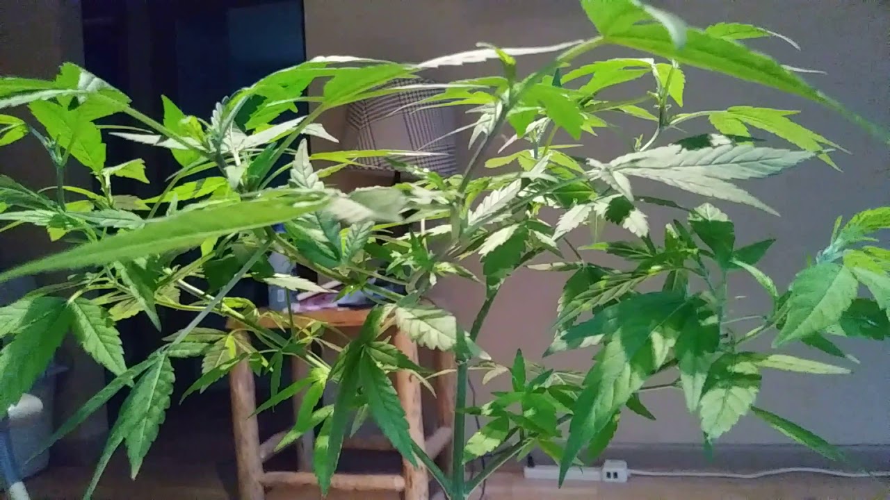 Oregon outdoor cannabis may 18th 2019 training your plants