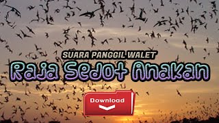 Anakan Walet Tertarik Dengan Suara Ini !!!