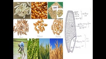 Structure and Composition of cereals