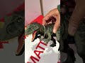 ROAR!! #dinosaur #trex #dino #mainananak #trexfight