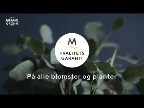 Video: Planter Som Kan Føres Inn I Hagen Fra En Tur. Hvilke Ville Blomster å Plante På Nettstedet? Foto