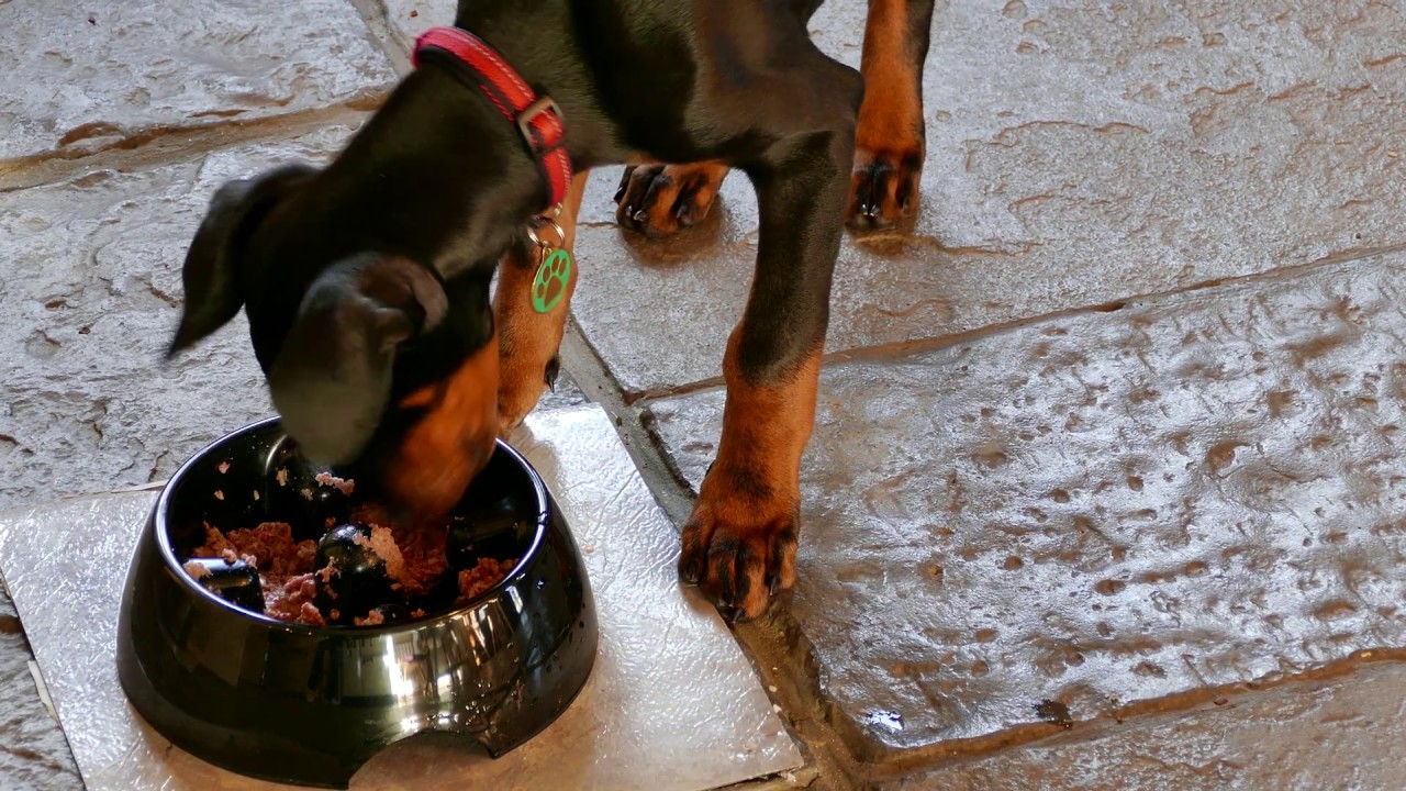 Best Doberman Puppy Food atelieryuwa.ciao.jp