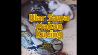 Ular Sawa Makan Kucing / Phyton Eat a cat