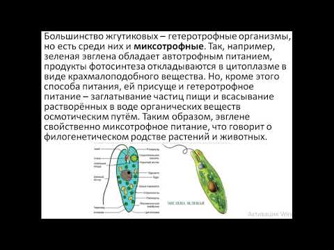 ОБЩАЯ ХАРАКТЕРИСТИКА Жгутиковых – FLAGELLATA, или MASTIGOPHORA